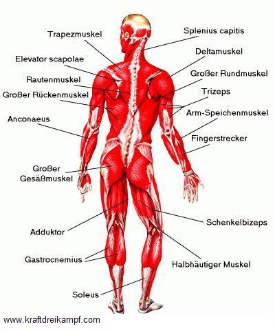 Hintere Muskulatur