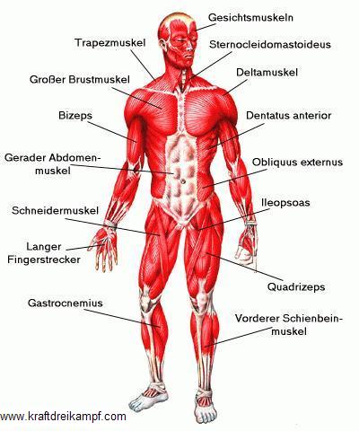 Vordere Muskulatur